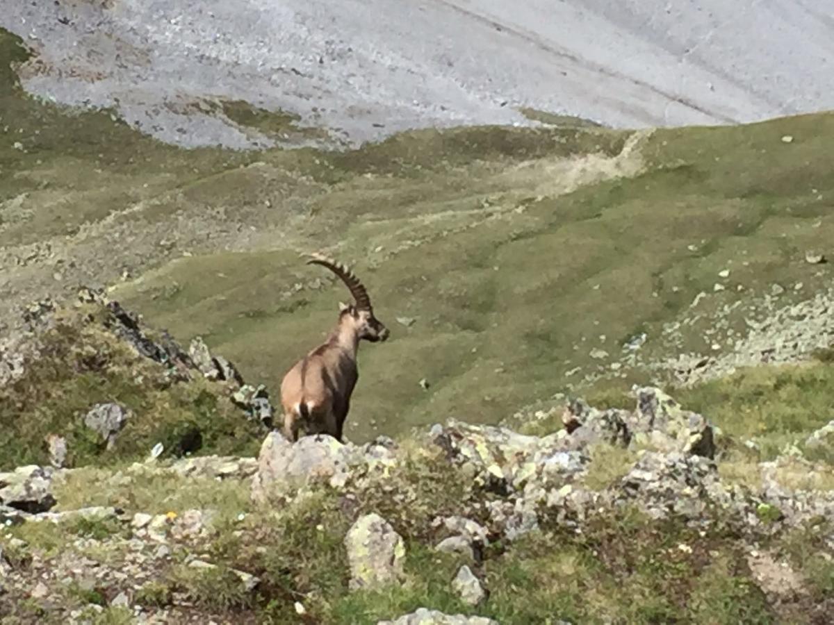 Appartamento Chasa Mundin Scuol Esterno foto